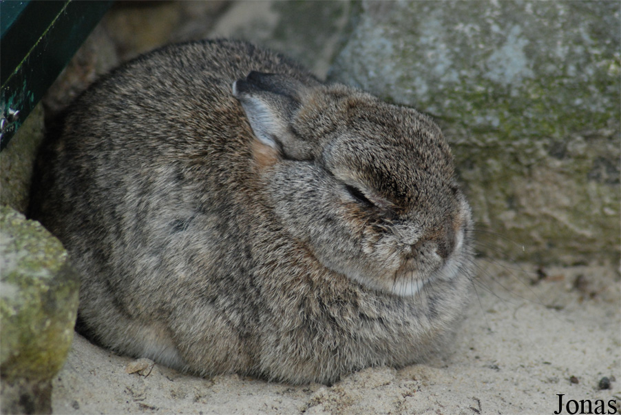 Lapin domestique
