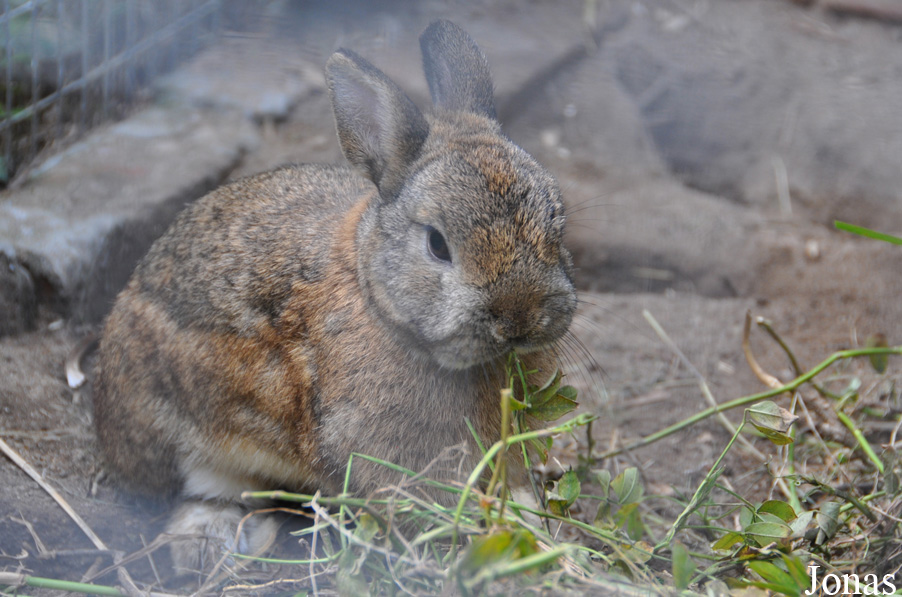Lapin domestique