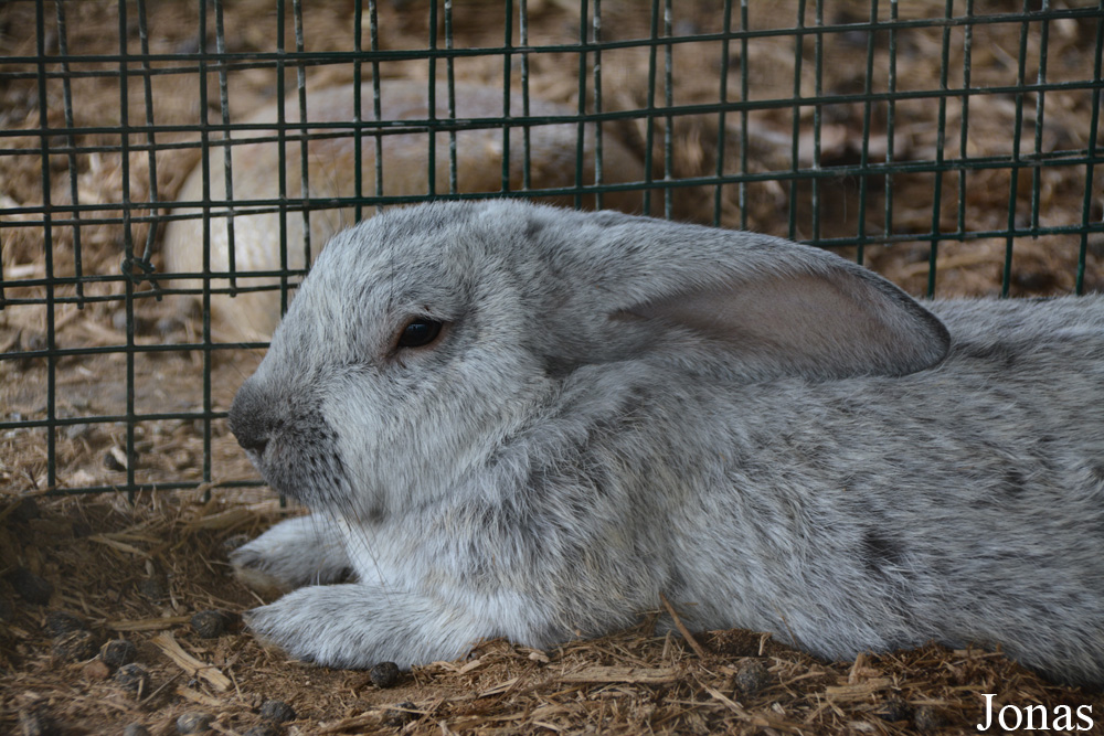 Lapin domestique