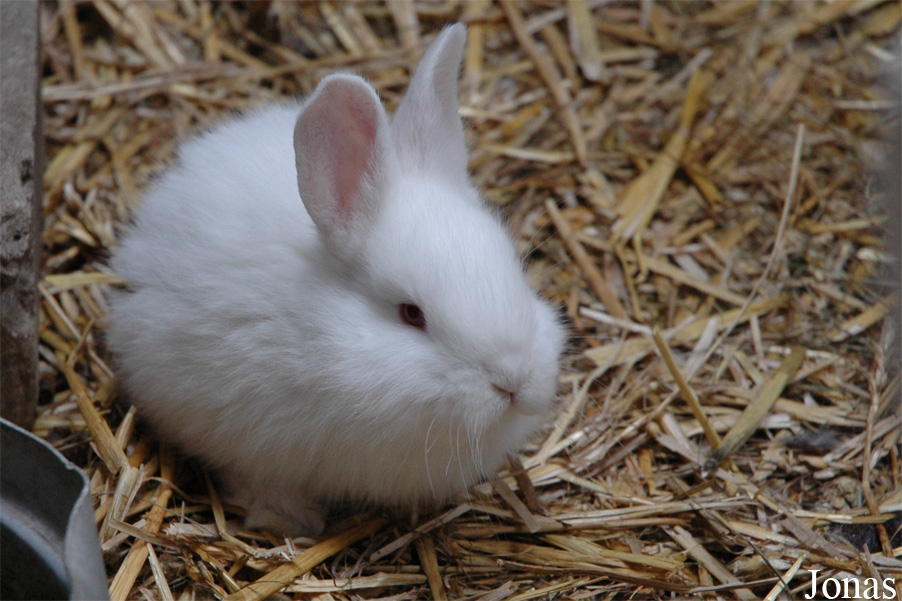 Lapin domestique