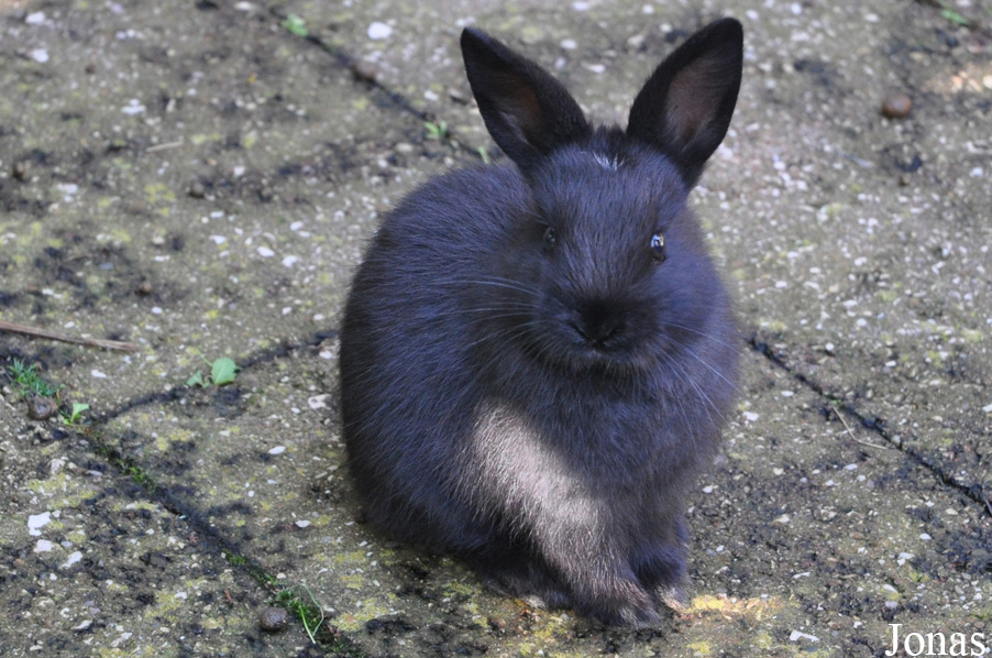 Lapin domestique