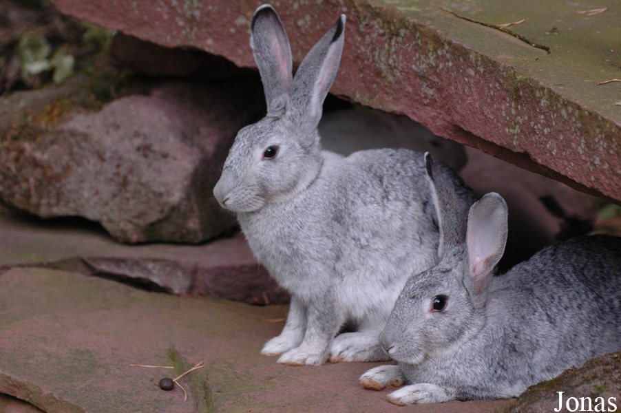 Lapin domestique