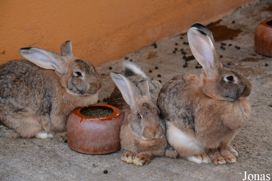Lapin domestique