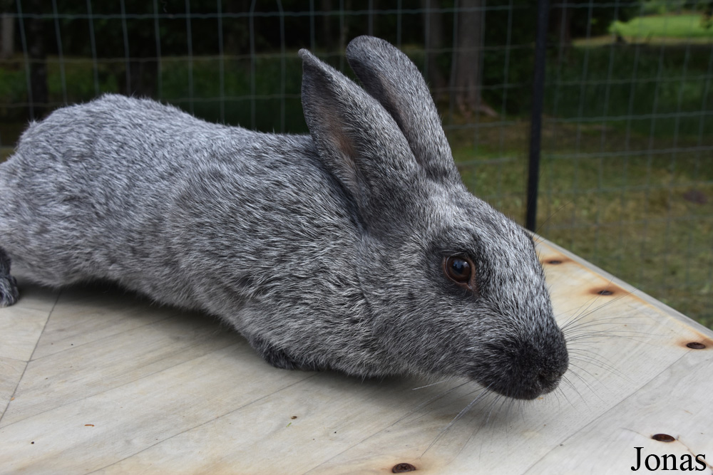 Lapin domestique