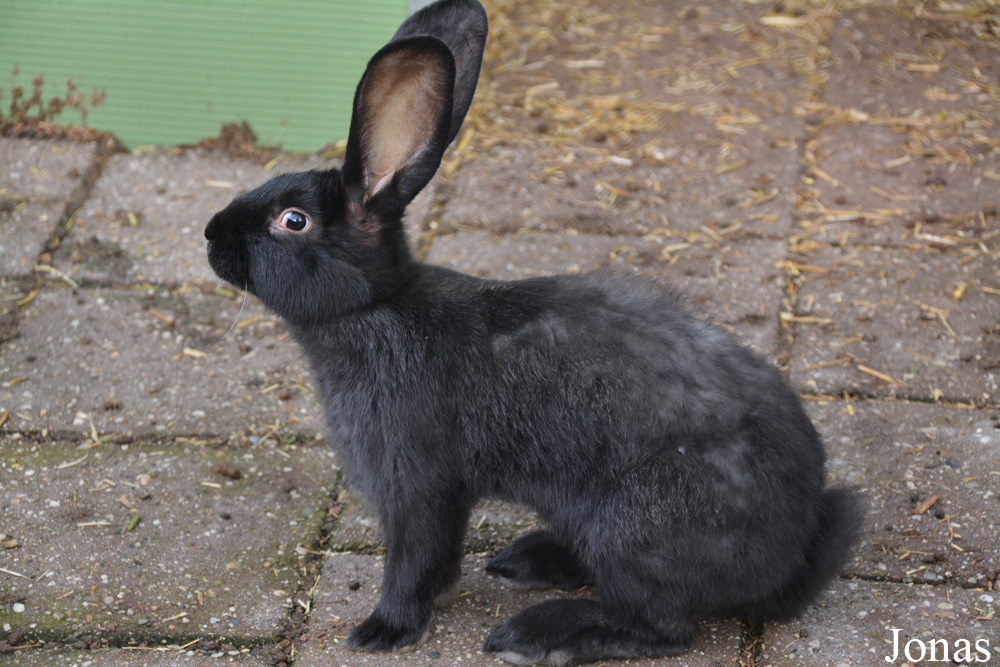 Lapin domestique