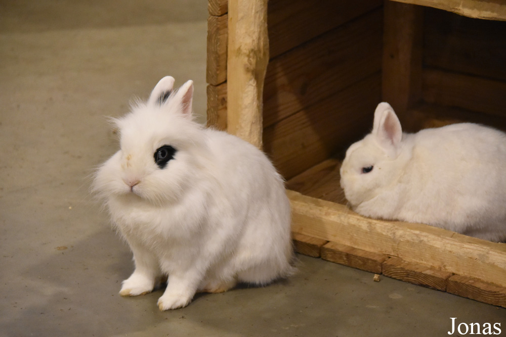 Lapin domestique
