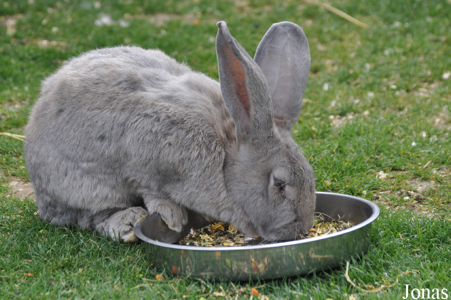 Lapin Géant