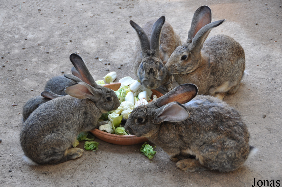 Lapin Géant des Flandres