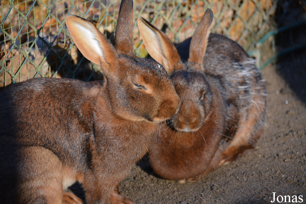 Lapin Lièvre belge
