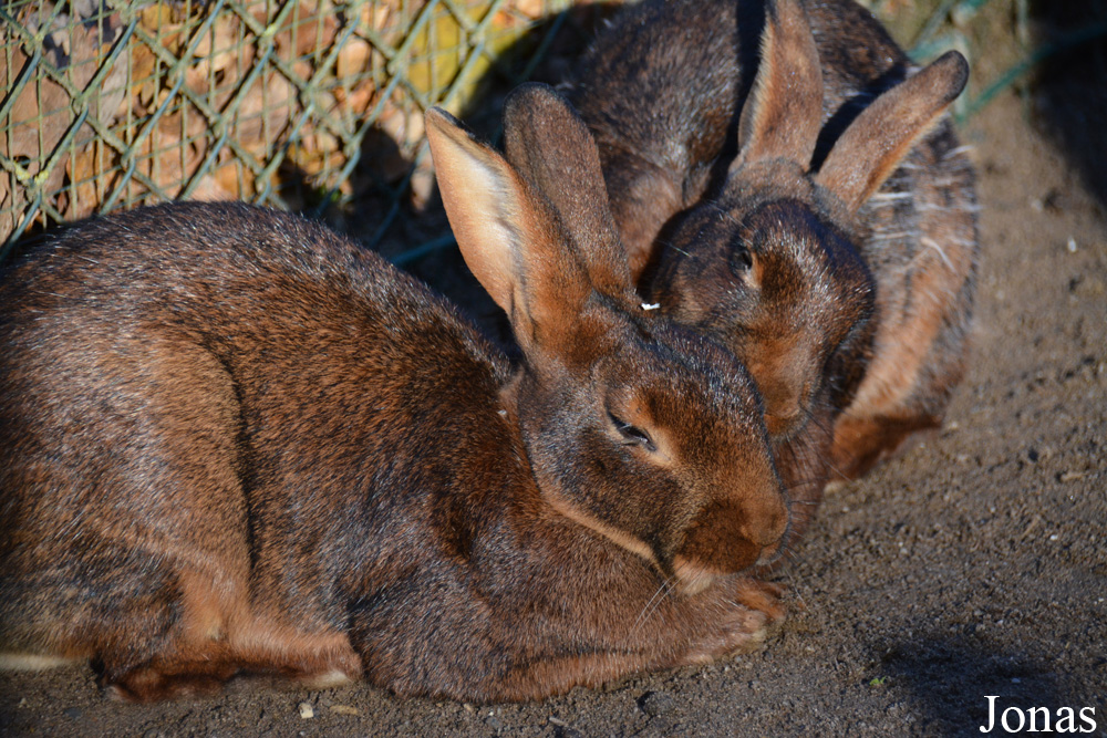 Lapin Lièvre belge