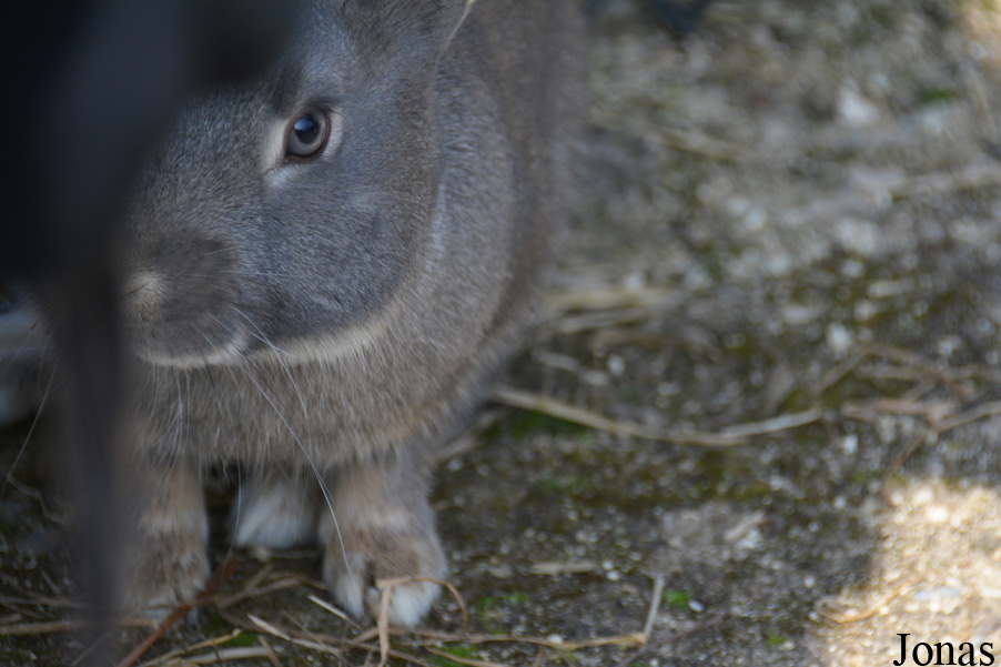 Lapin Schweizer Feh