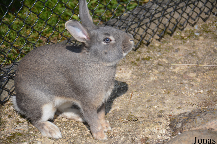 Lapin Schweizer Feh