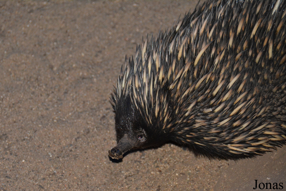 Tachyglossus aculeatus