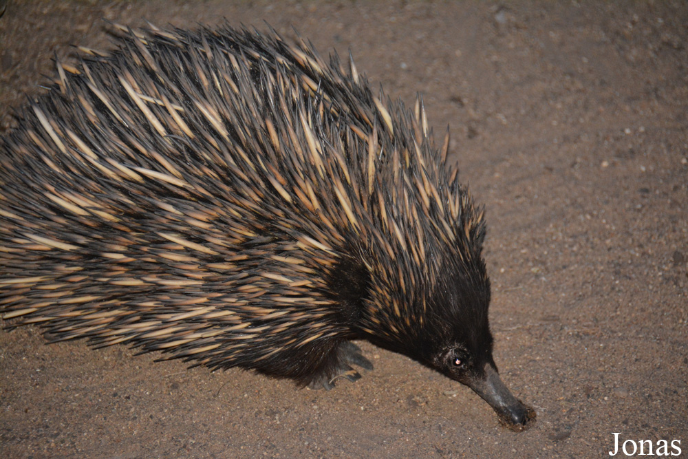Tachyglossus aculeatus