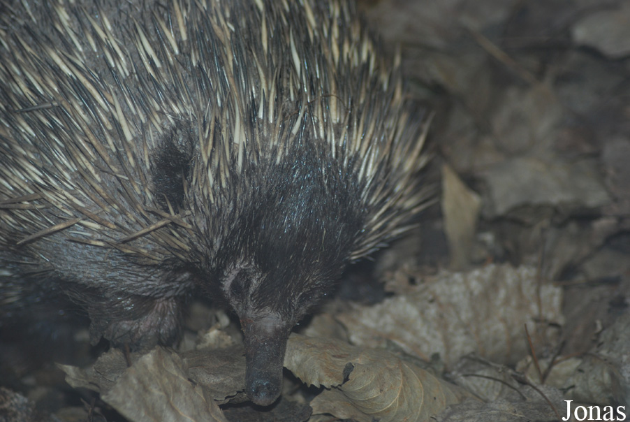 Tachyglossus aculeatus aculeatus