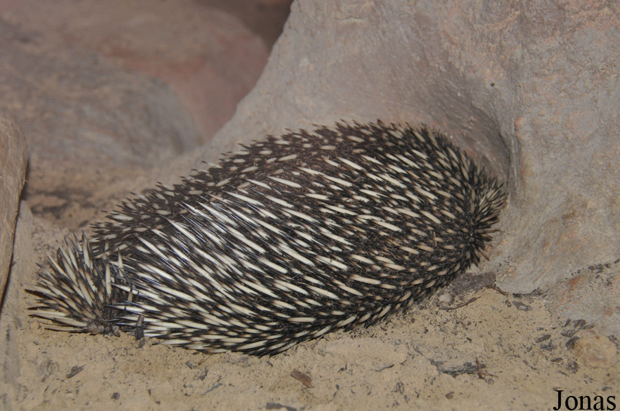 Tachyglossus aculeatus lawesii