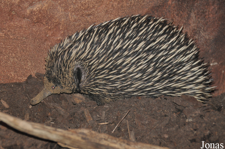 Tachyglossus aculeatus lawesii