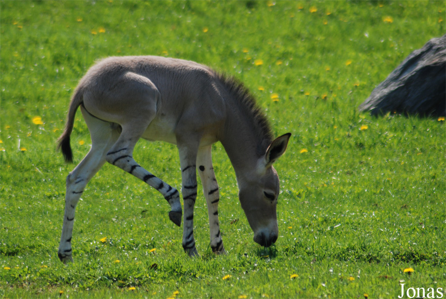 Equus africanus somalicus