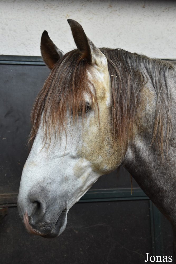 Cheval andalou