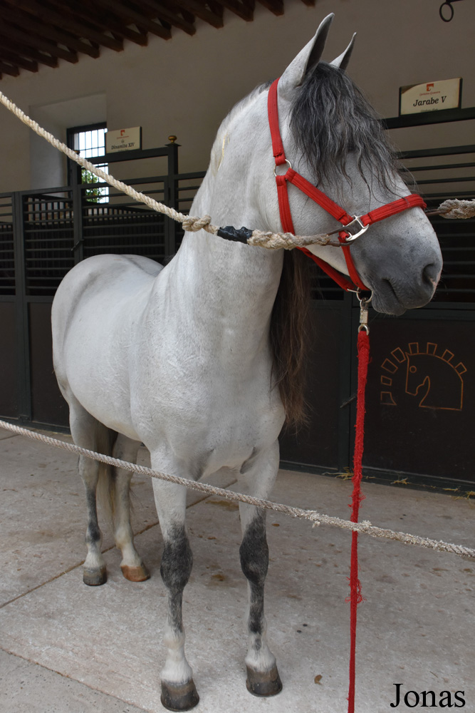 Cheval andalou