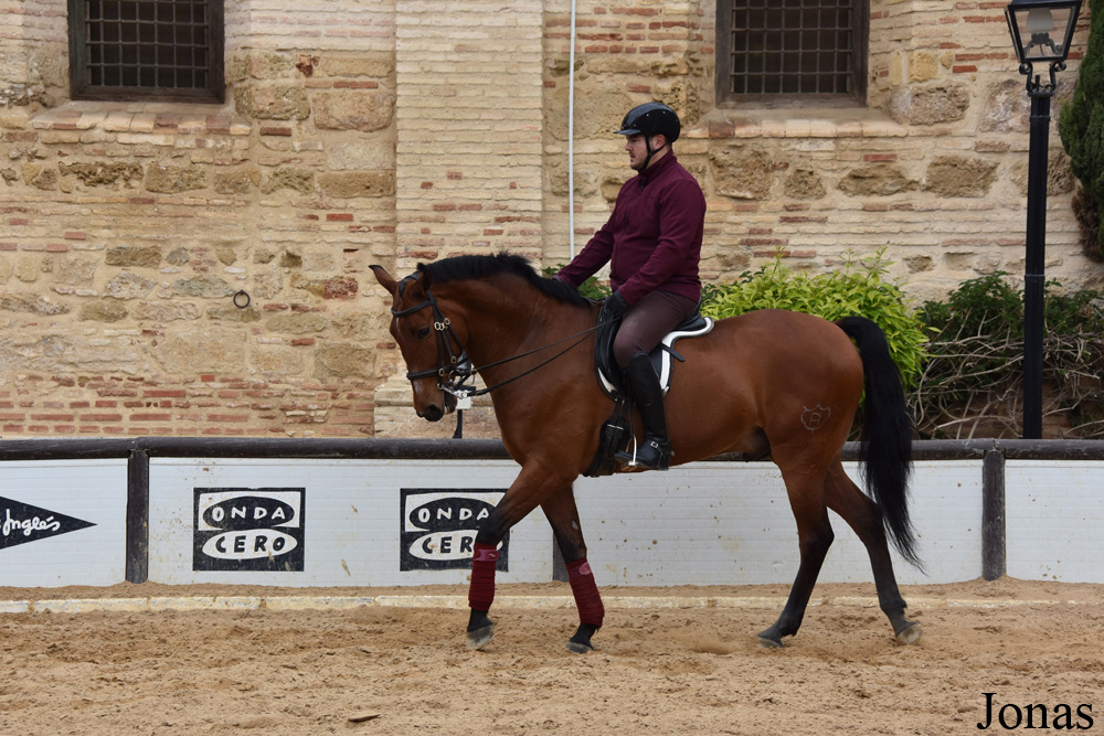 Cheval andalou