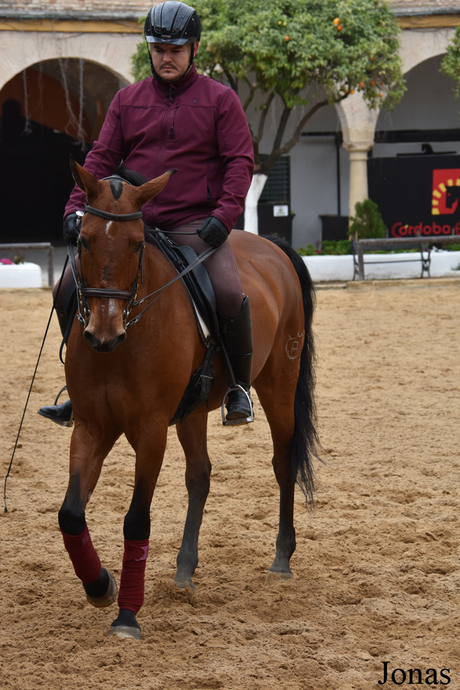 Cheval andalou