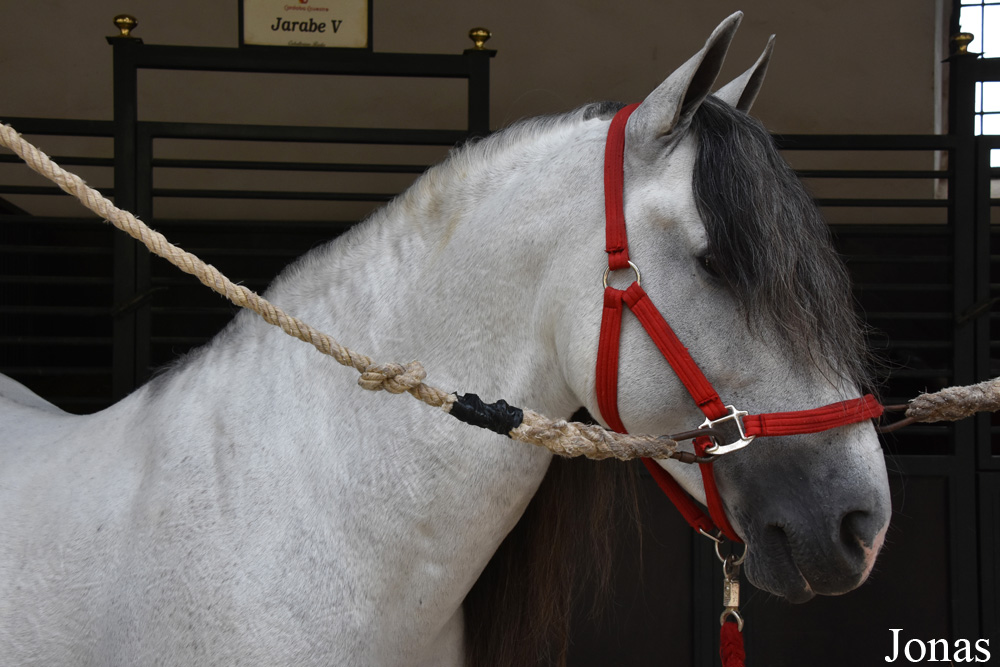 Cheval andalou