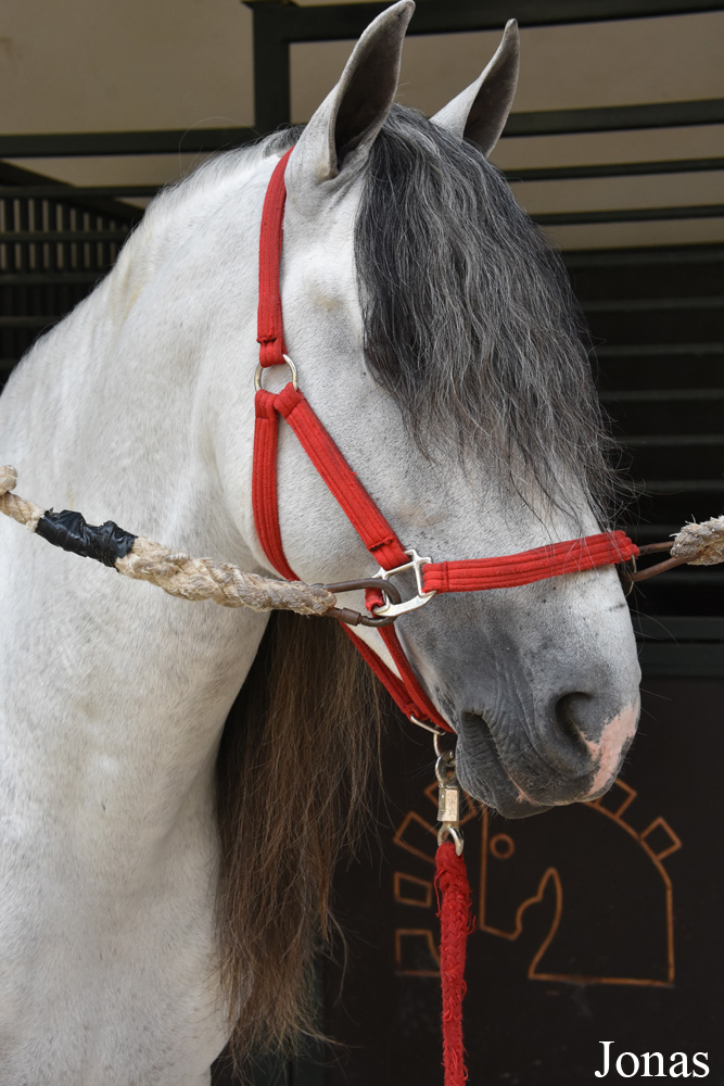 Cheval andalou