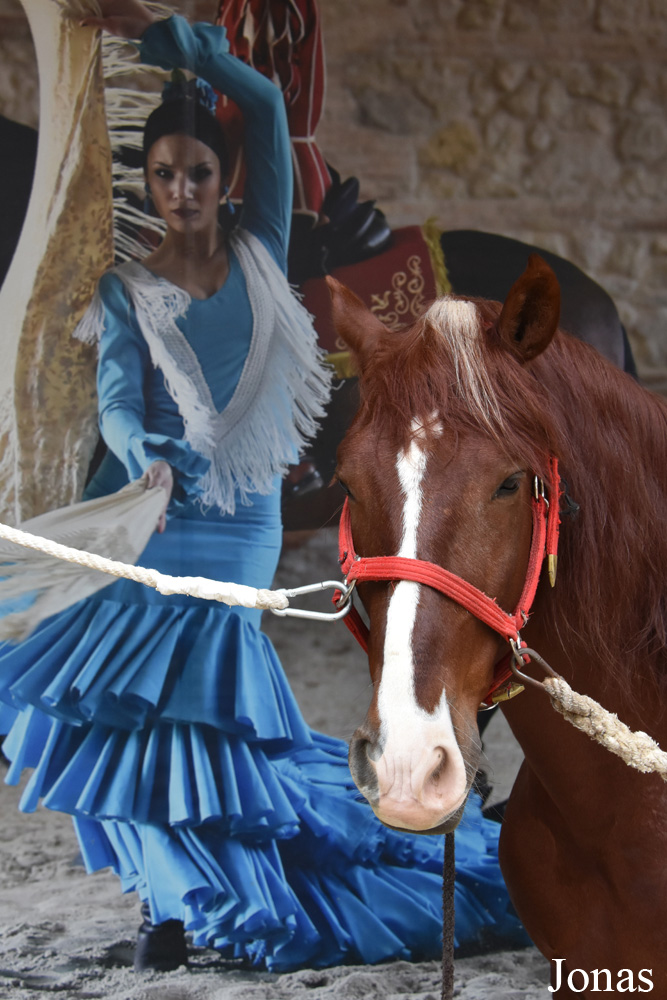 Cheval andalou