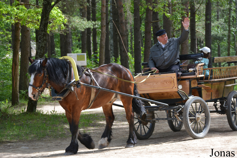 Cheval domestique / Eesti Vabaõhumuuseum / Visualiser dans la Galerie animalière