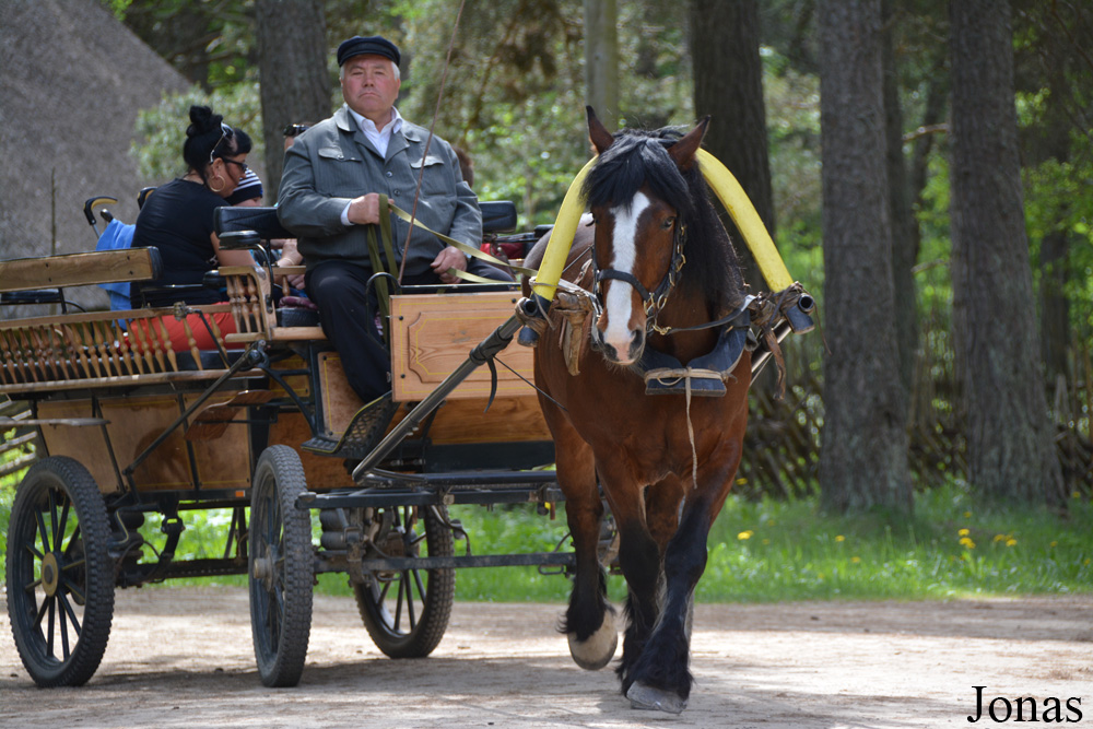 Cheval domestique / Eesti Vabaõhumuuseum / Visualiser dans la Galerie animalière