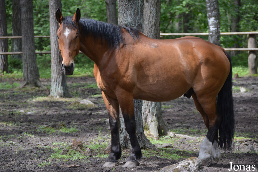 Cheval domestique / Eesti Vabaõhumuuseum / Visualiser dans la Galerie animalière