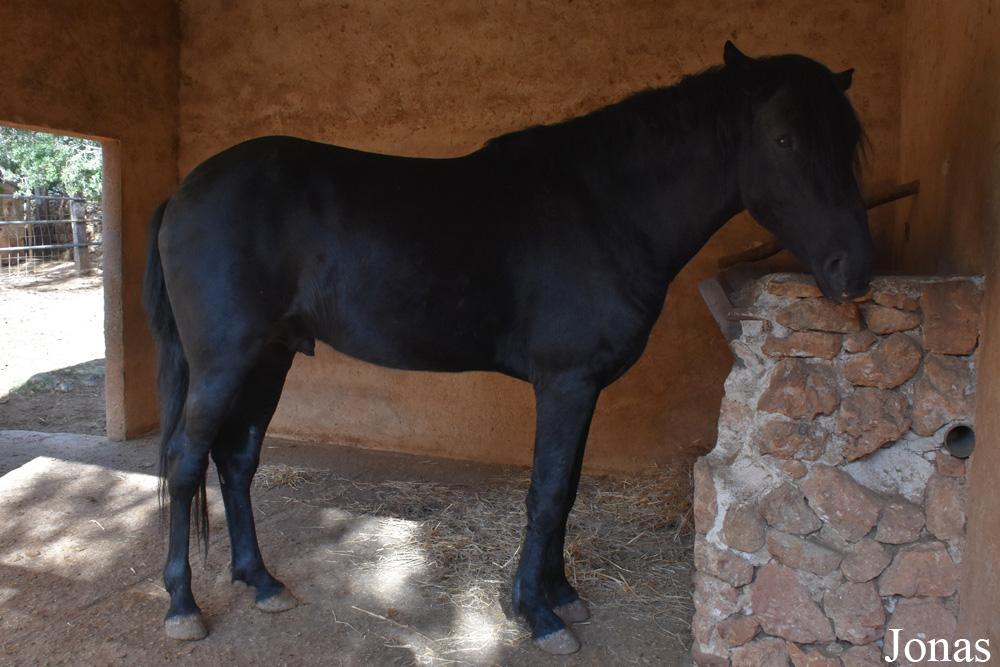 Cheval Mallorquín