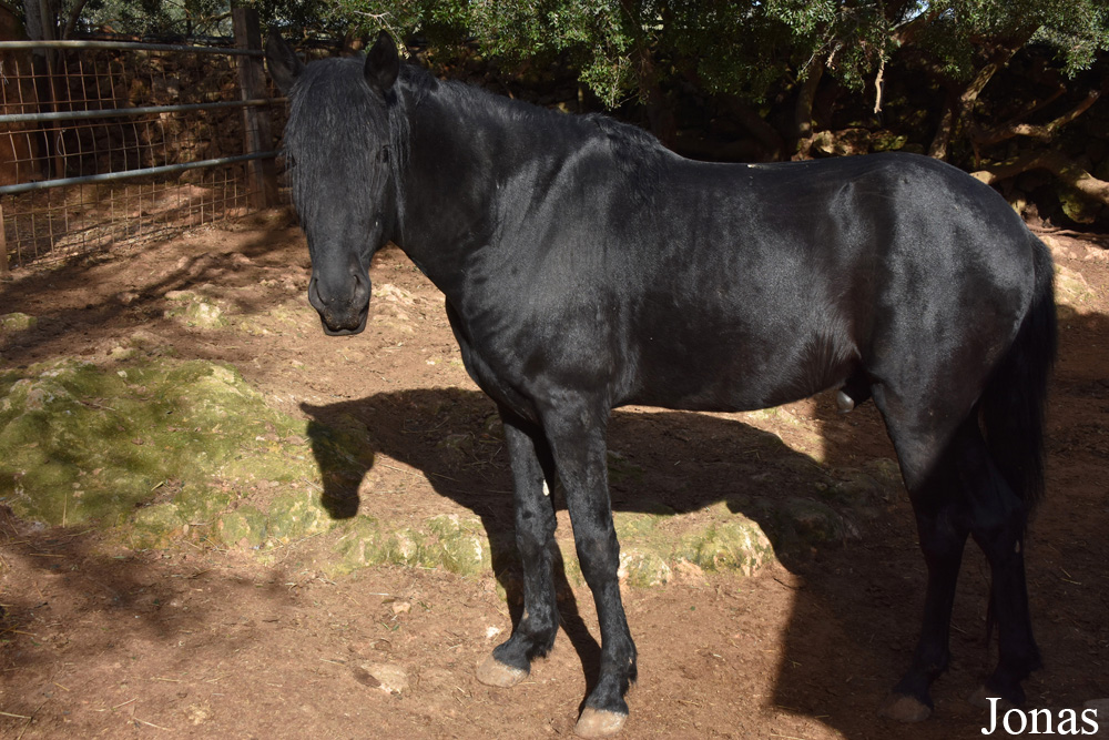 Cheval Mallorquín