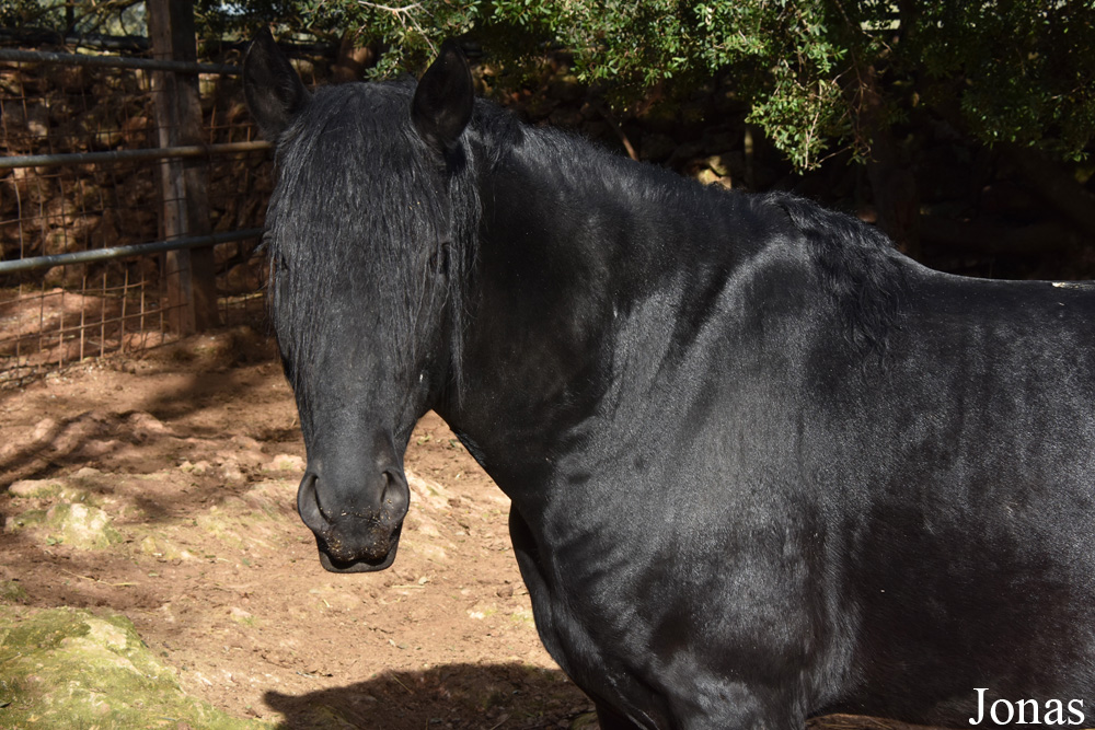 Cheval Mallorquín