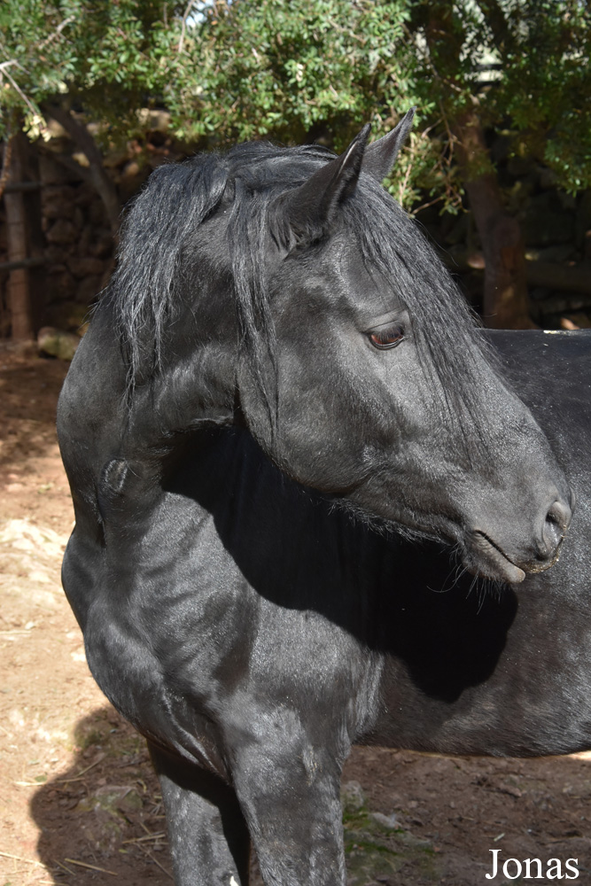 Cheval Mallorquín