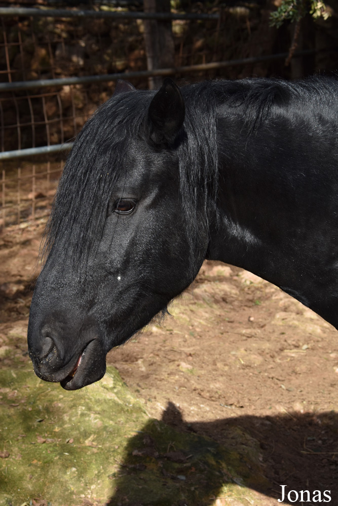 Cheval Mallorquín