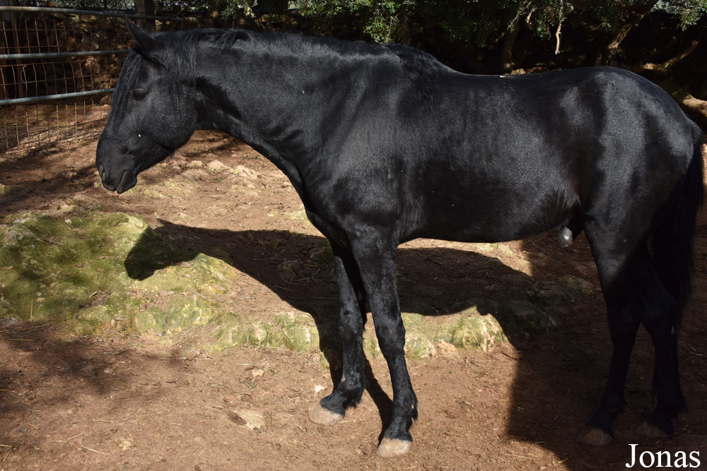 Cheval Mallorquín