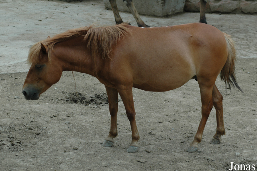 Poney Chinois