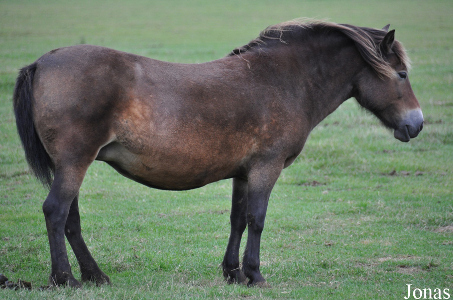Poney Exmoor