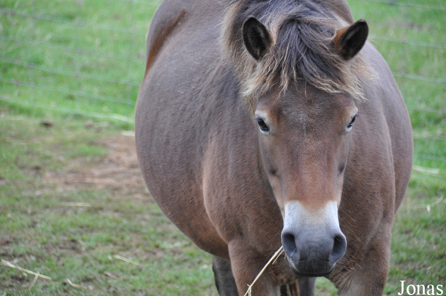 Poney Exmoor