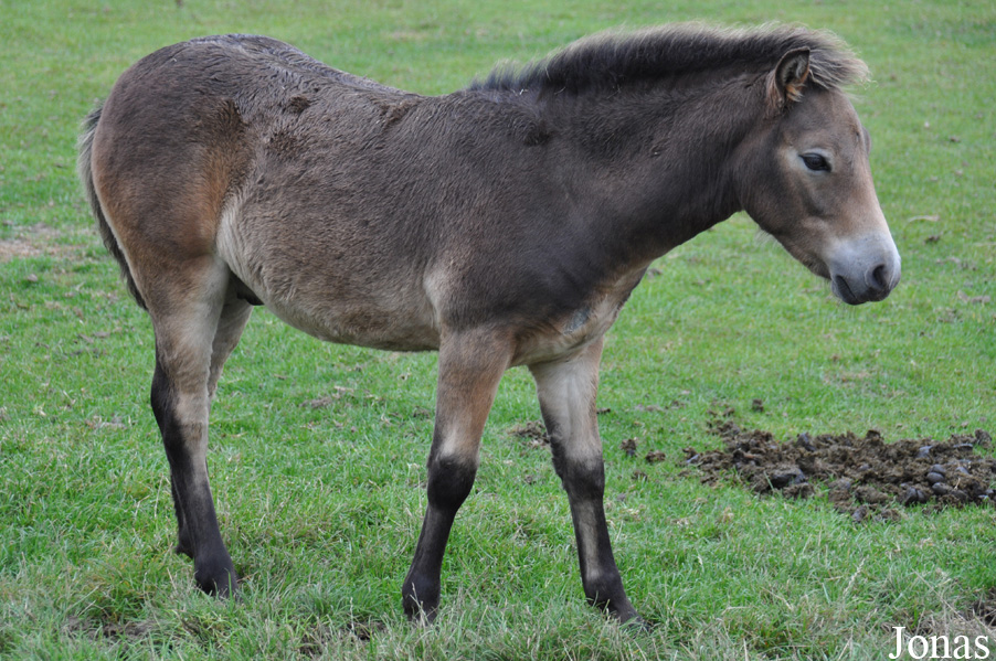 Poney Exmoor