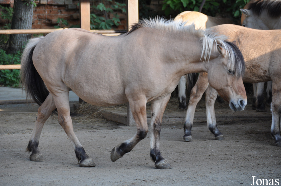 Poney Fjord
