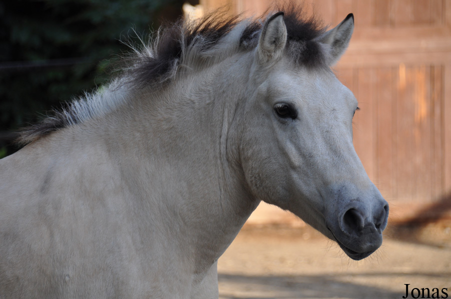 Poney Fjord