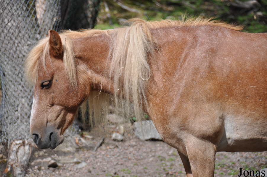 Poney Gotland
