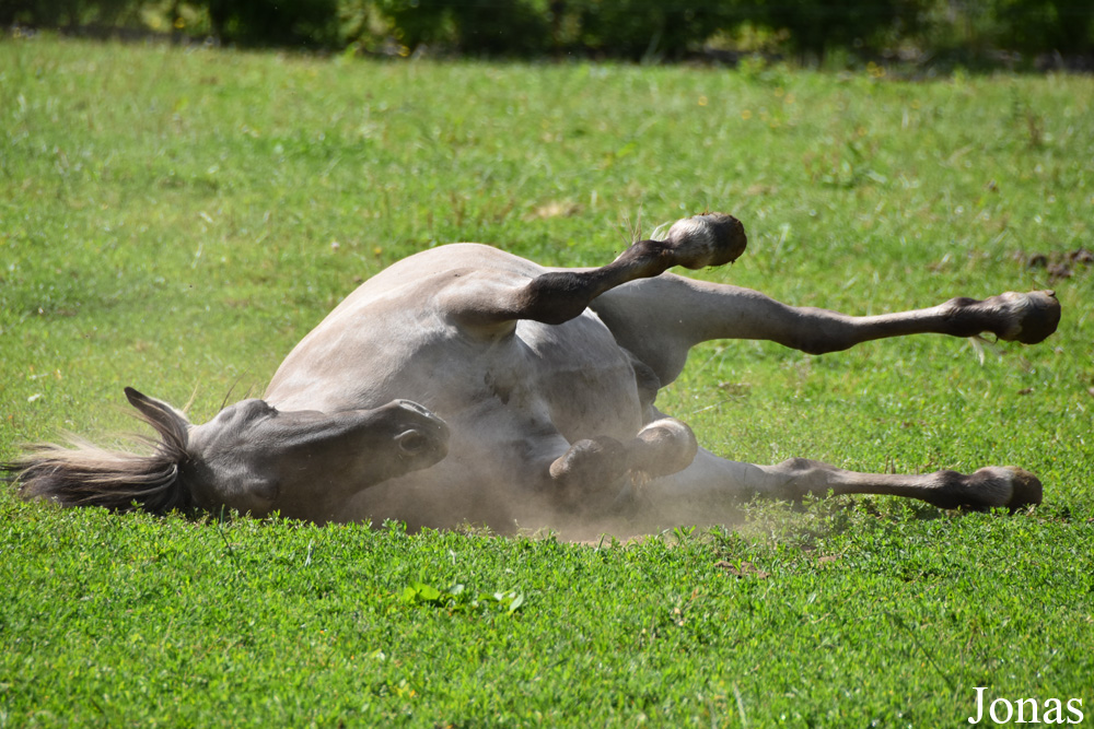 Poney Konik