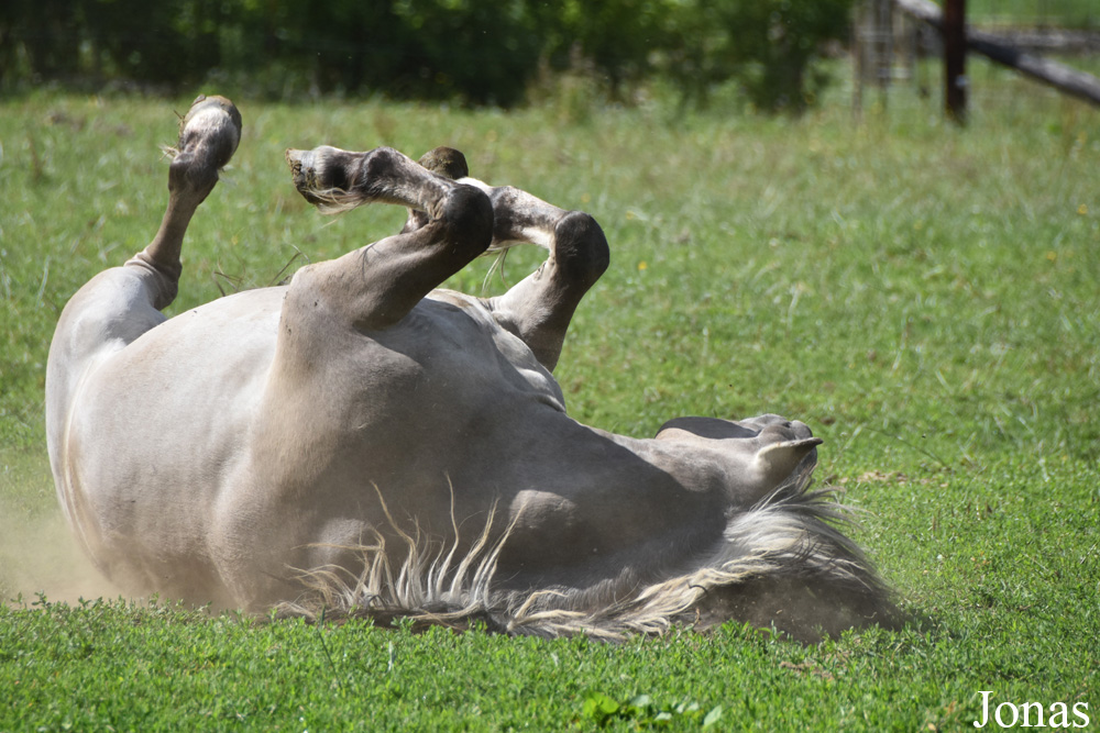 Poney Konik