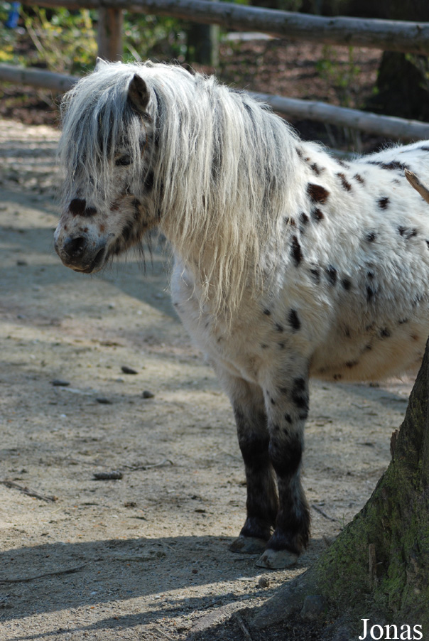 Poney Mini-Appaloosa