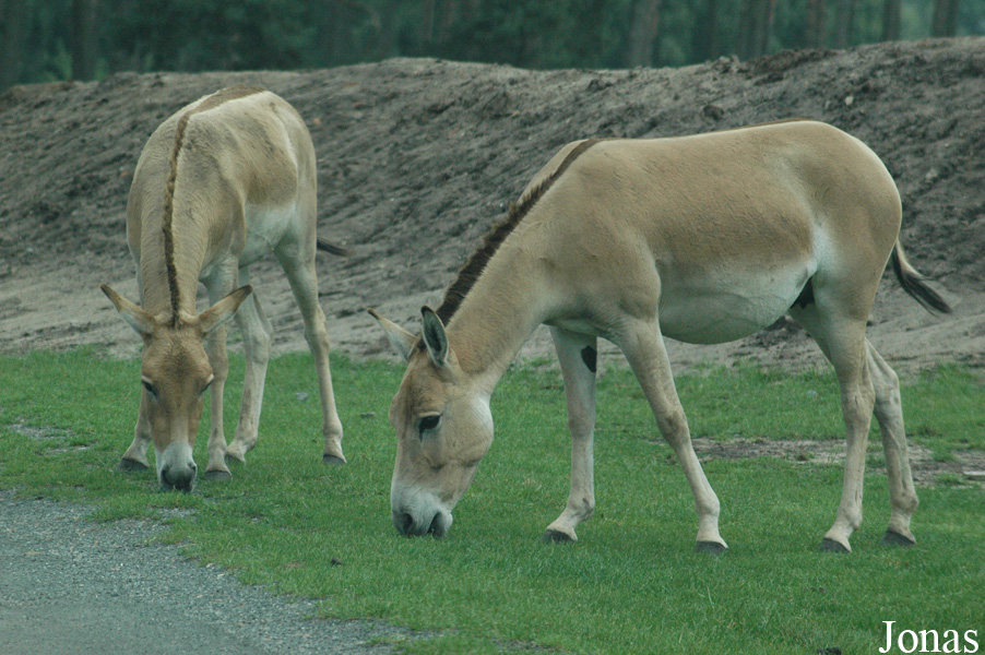 Equus hemionus kulan