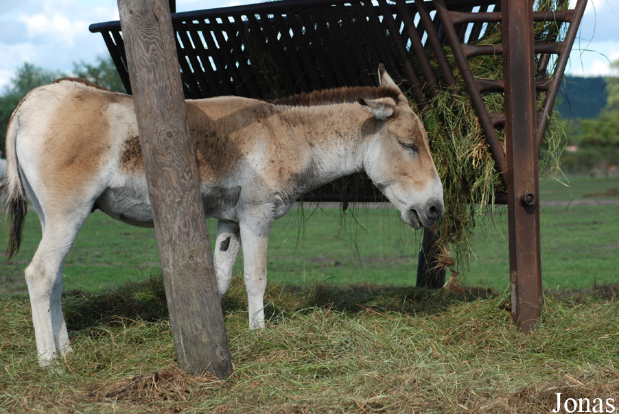 Equus hemionus kulan